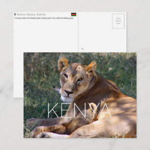 Lionne dans le Masai Mara, Kenya Carte postale de