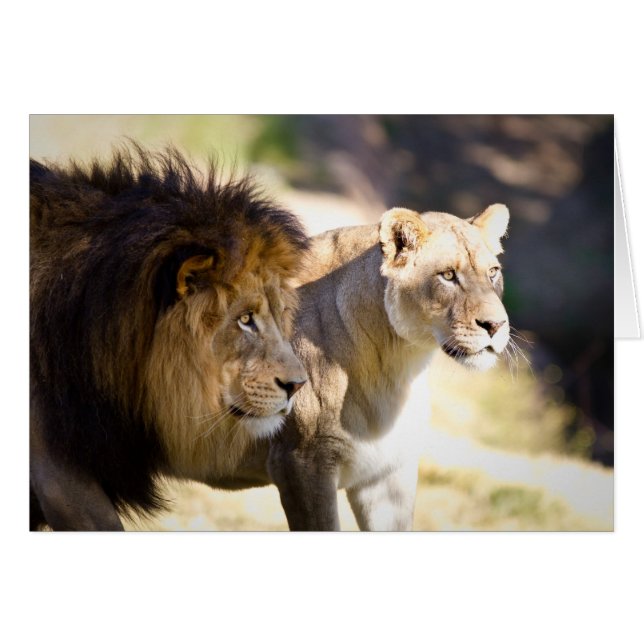 Lions (Devant Horizontal)