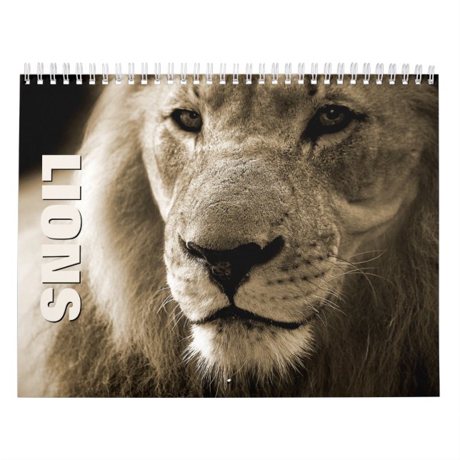 Lions [1] Calendrier mural (Protection)