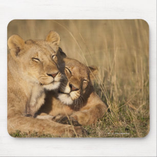 Lions Africa, Kenya, Masai Mara Game Reserve Mouse Pad