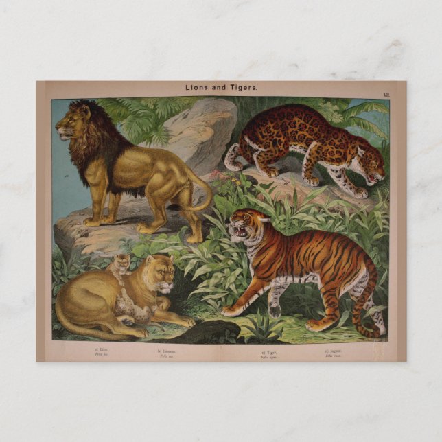 Lions and Tigers Vintage Art Ephemera Postcard (Front)