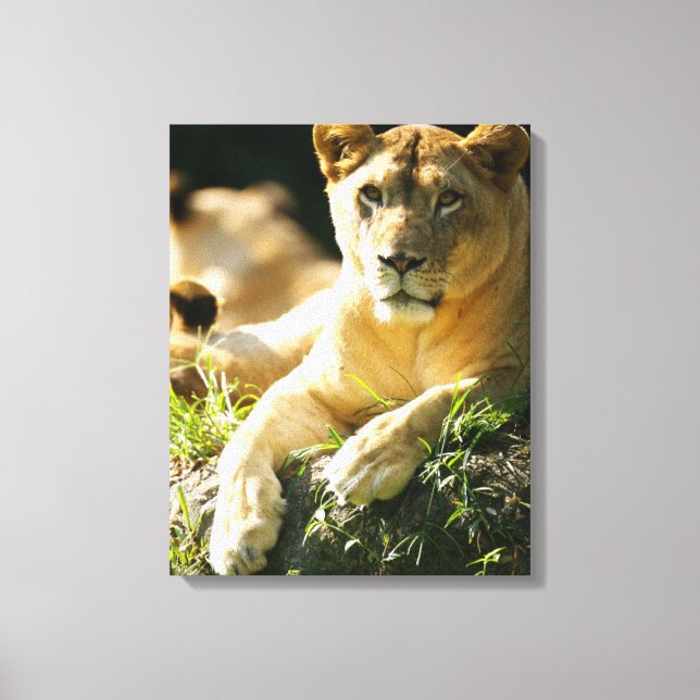 Lions Canvas Print (Front)
