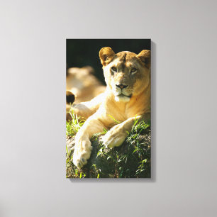 Lions Canvas Print