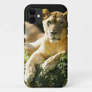 Lions iPhone 11 Case