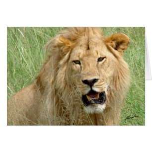 (Lions Clubs) Lion King (Serengeti, Tanzania)