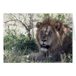 (Lions Clubs) Lion King (Serengeti, Tanzania)