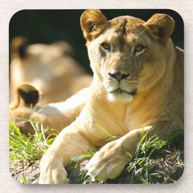 Lions Coaster (Front)