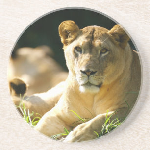Lions Coaster