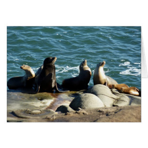 Lions de la mer de San Diego