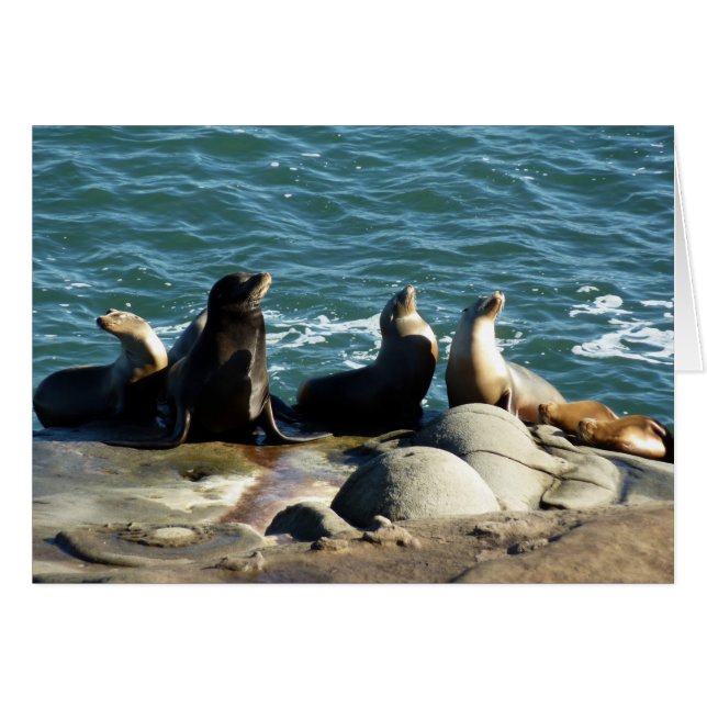 Lions de la mer de San Diego (Devant horizontal)