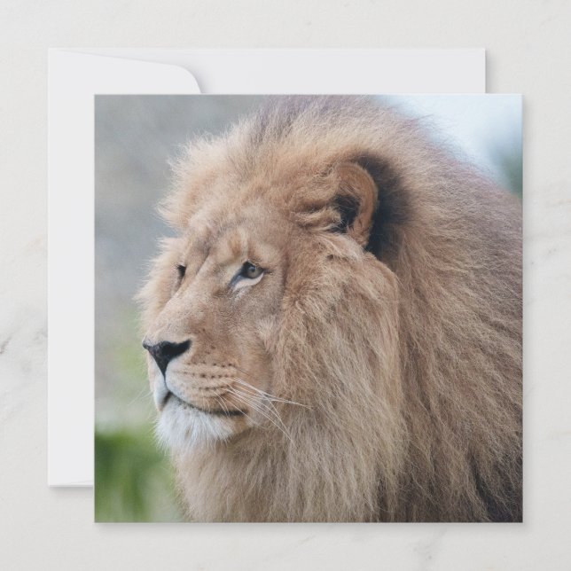 Lion's Embrace (Front)