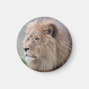 Lion's Embrace Magnet