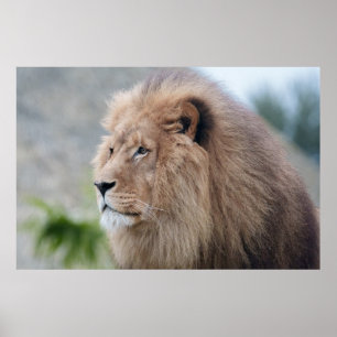 Lion's Embrace Poster