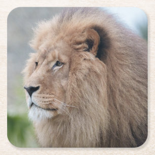 Lion's Embrace Square Paper Coaster
