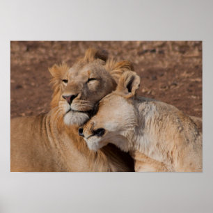 Lions en affiche d'amour
