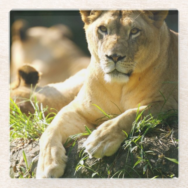 Lions Glass Coaster (Front)