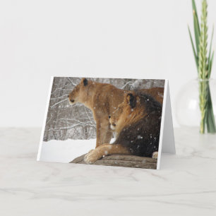 Lions Holiday Card