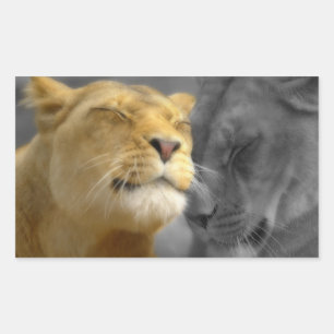 Lions in Love Sticker