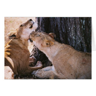 Lions in the Serengeti