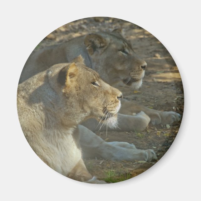 Lions Magnet (Front)