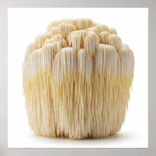 Lion's Mane Mushroom Poster