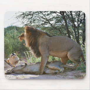 lions mating, Panthera leo, Kgalagadi Mouse Pad