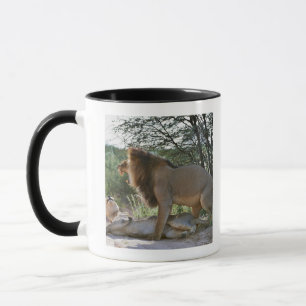 lions mating, Panthera leo, Kgalagadi Mug