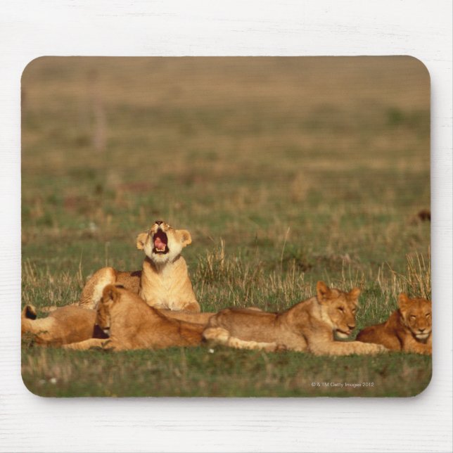 Lions on a savanna mouse pad (Front)
