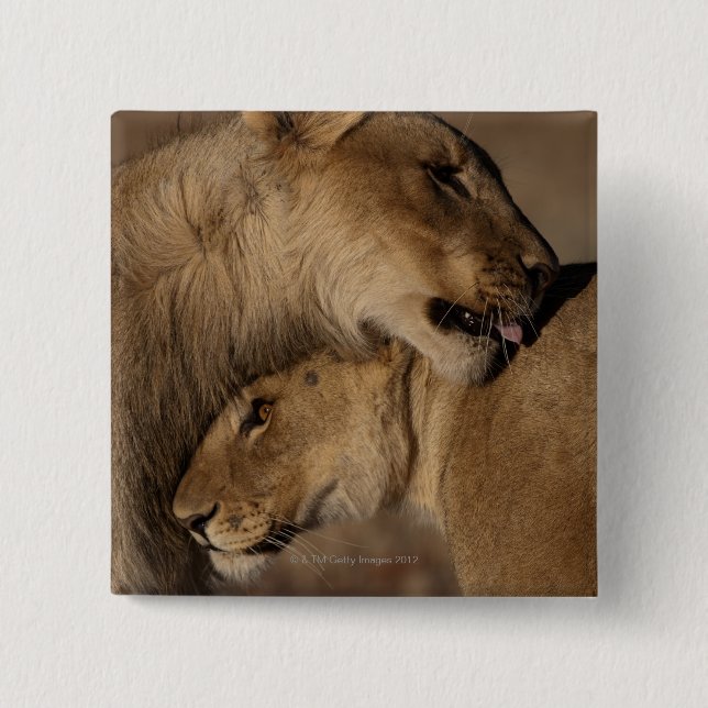 Lions (Panthera leo) 2 Inch Square Button (Front)