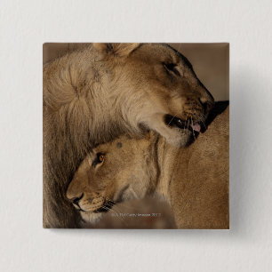Lions (Panthera leo) 2 Inch Square Button
