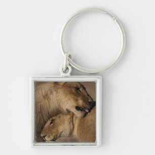 Lions (Panthera leo) pair bonding, Skeleton Keychain
