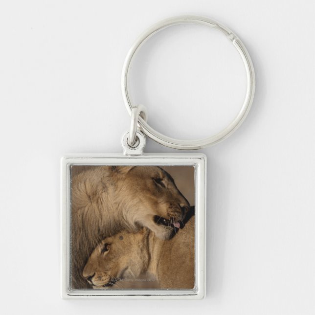 Lions (Panthera leo) pair bonding, Skeleton Keychain (Front)