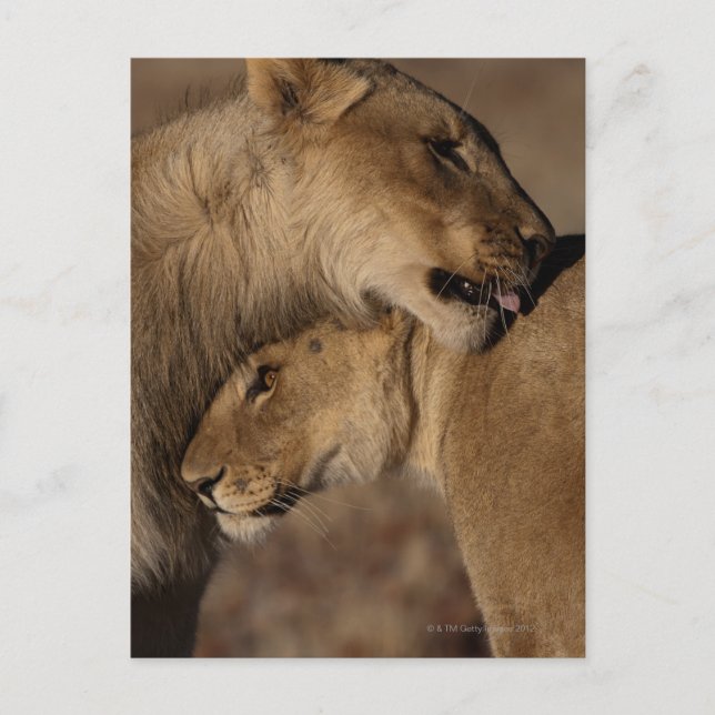 Lions (Panthera leo) pair bonding, Skeleton Postcard (Front)