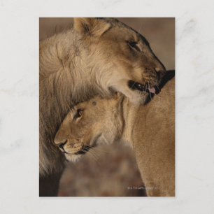 Lions (Panthera leo) pair bonding, Skeleton Postcard