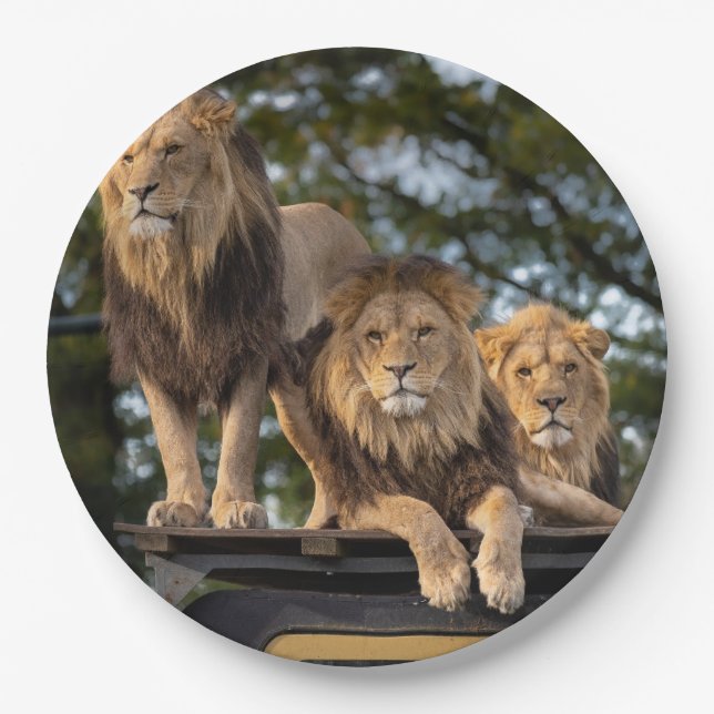Lions  paper plate (Front)