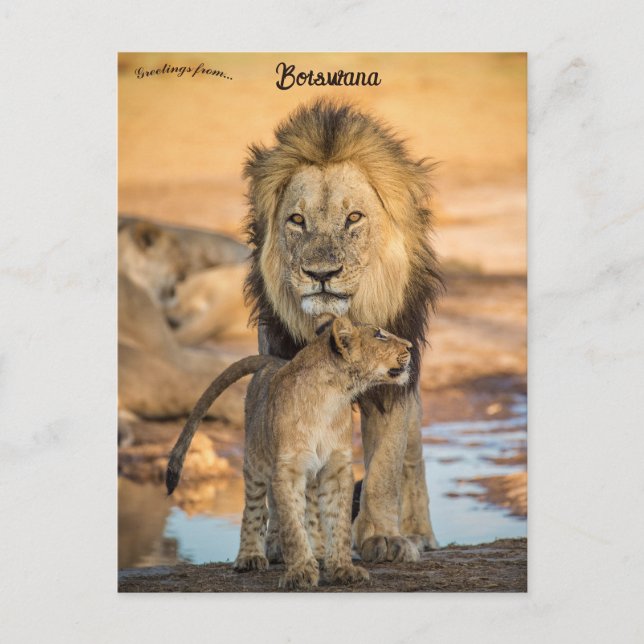 Lions père et fils au Botswana Carte postale (Devant)