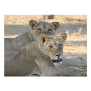 Lions Photo Print