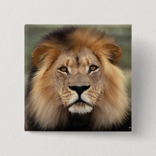 Lions Photograph 2 Inch Square Button