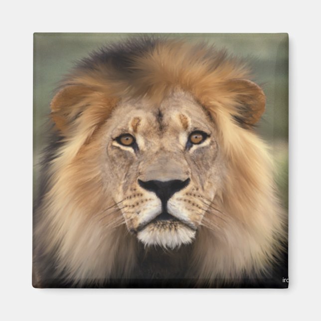 Lions Photograph Magnet (Front)