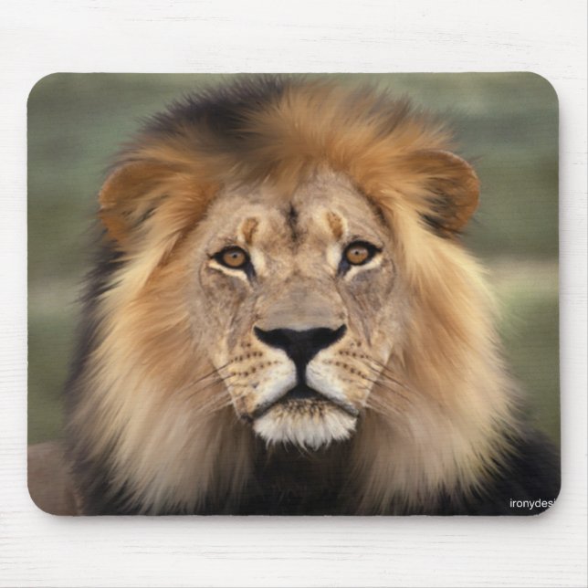 Lions Photograph Mouse Pad (Front)