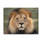 Lions Photograph