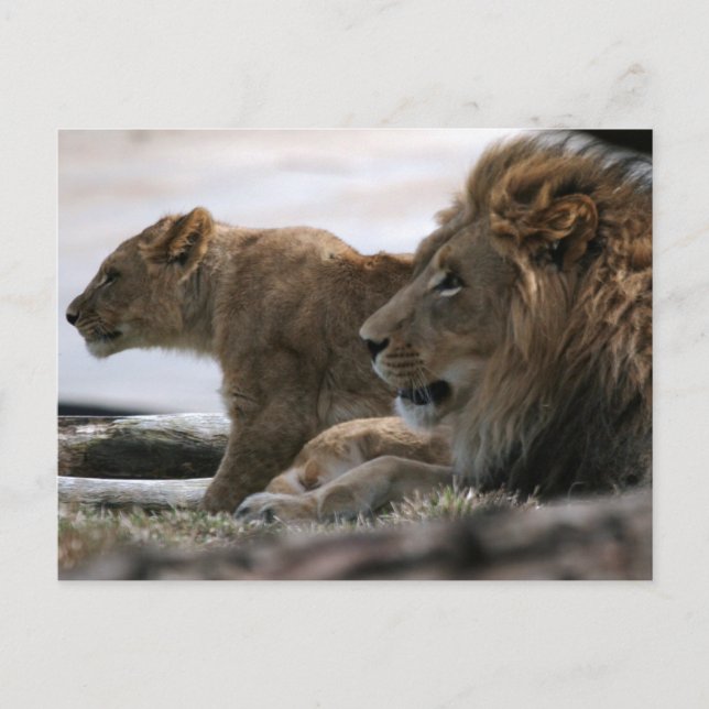 Lions Postcard (Front)