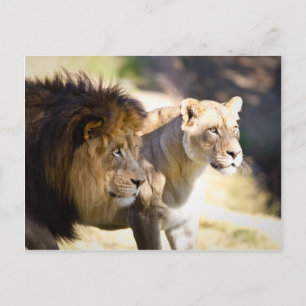 Lions Postcard