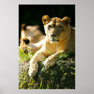 Lions Poster