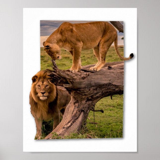 Lions Poster (Front)