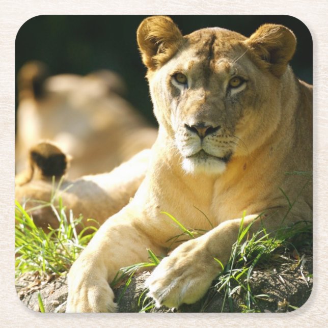 Lions Square Paper Coaster (Front)