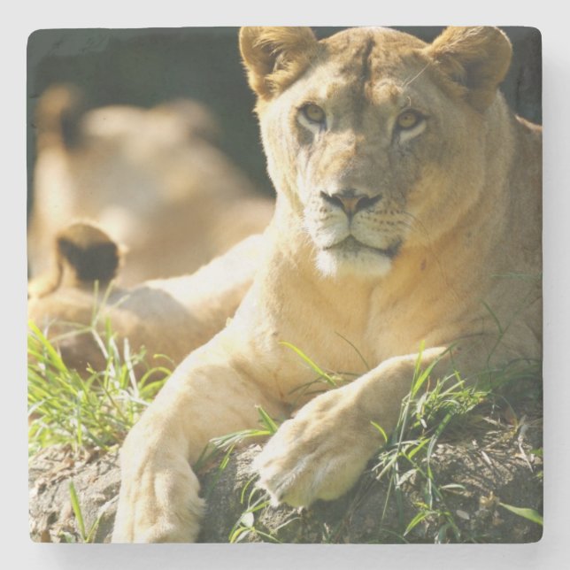 Lions Stone Coaster (Front)