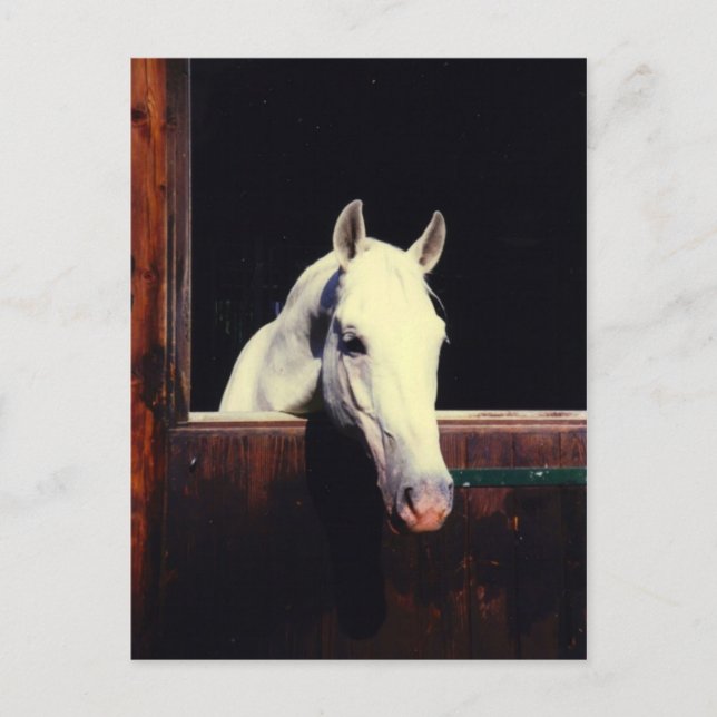 Lipizzaner Horse Postcard (Front)