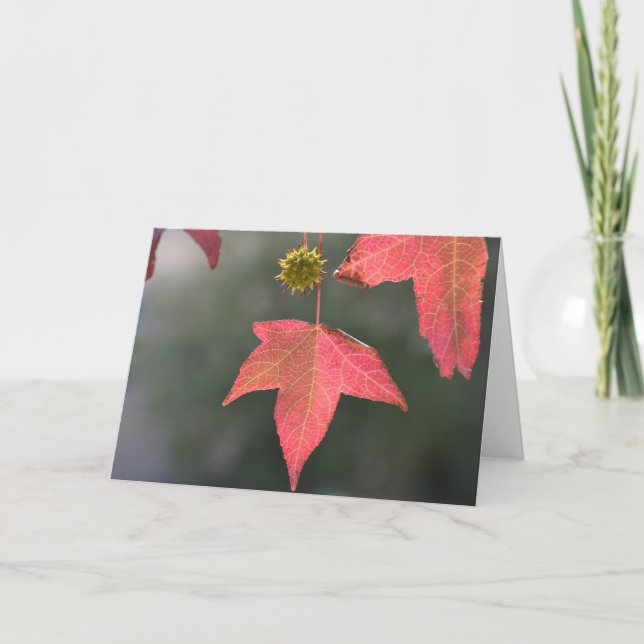 Liquid Amber Tree - Blank Greeting Card (Front)