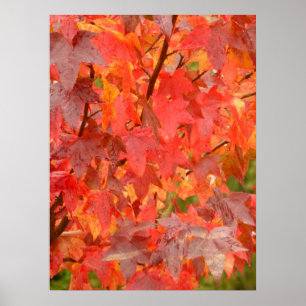 Liquidambar Leaves Poster